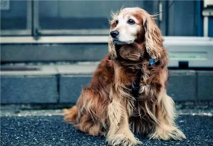 老年狗狗喂养指南，一定要注意这四点