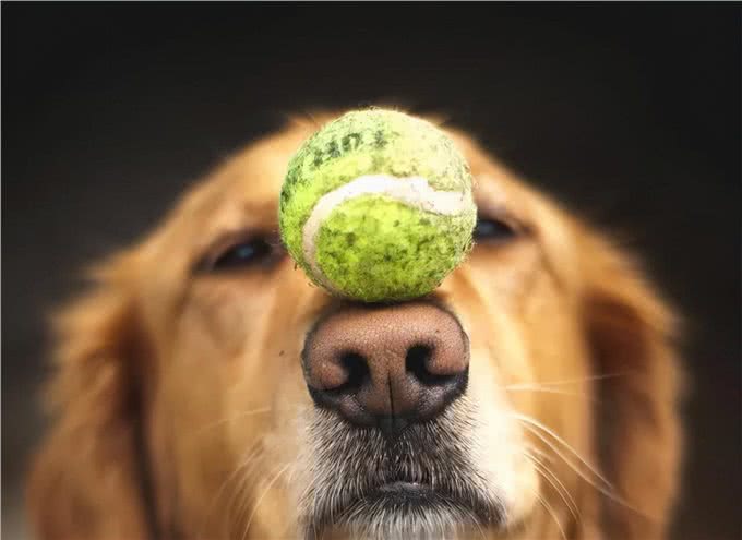 老年狗狗喂养指南，一定要注意这四点