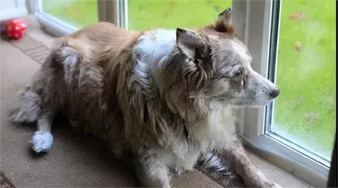 老年狗狗喂养指南，一定要注意这四点