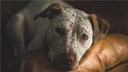 老年狗不可避免的老年痴呆，到时候，它还记得我们爱它吗?