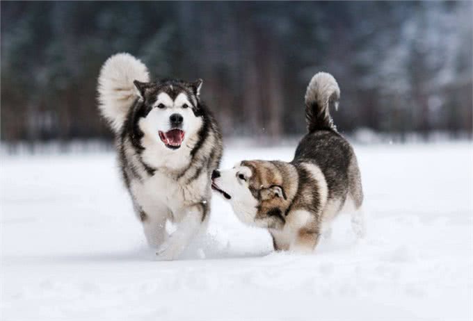 养阿拉斯加犬有什么好处?8大必知好处,网友:养上瘾了