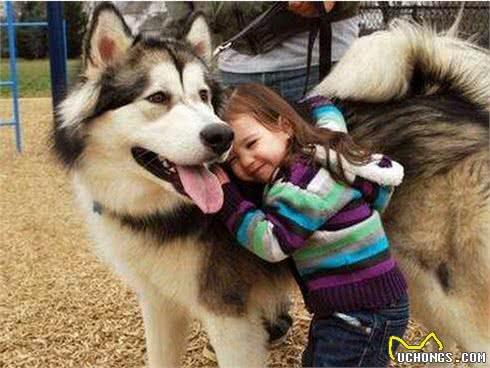 养阿拉斯加犬有什么好处?8大必知好处,网友:养上瘾了