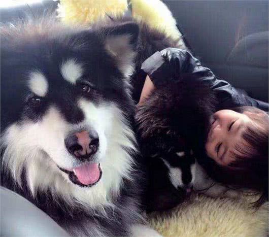 养阿拉斯加犬有什么好处?8大必知好处,网友:养上瘾了