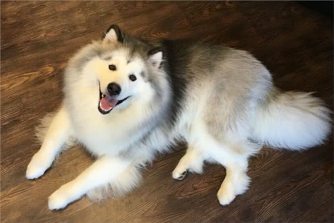 养阿拉斯加犬有什么好处?8大必知好处,网友:养上瘾了
