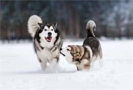 养阿拉斯加犬有什么好处?8大必知好处，网友：养上瘾了