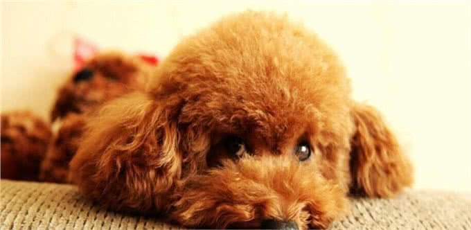 这4种方法教会泰迪定点排便，让它立马听话