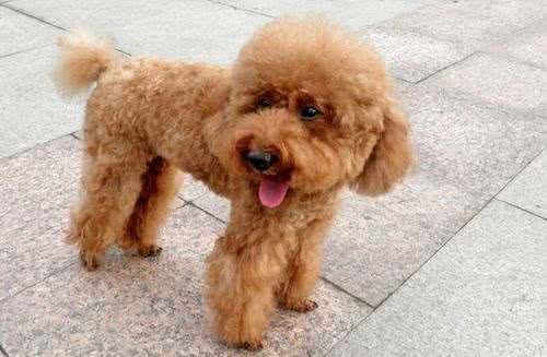 这4种方法教会泰迪定点排便，让它立马听话