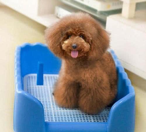 这4种方法教会泰迪定点排便，让它立马听话