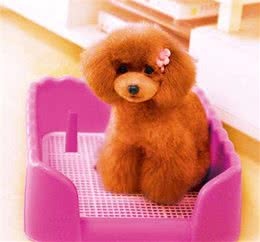 这4种方法教会泰迪定点排便，让它立马听话