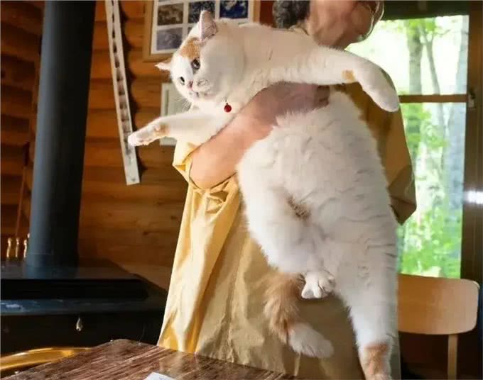 养猫久了才明白,猫咪有这些行为,说明你爱得太过分,该改改了