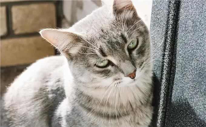 养猫久了才明白,猫咪有这些行为,说明你爱得太过分,该改改了