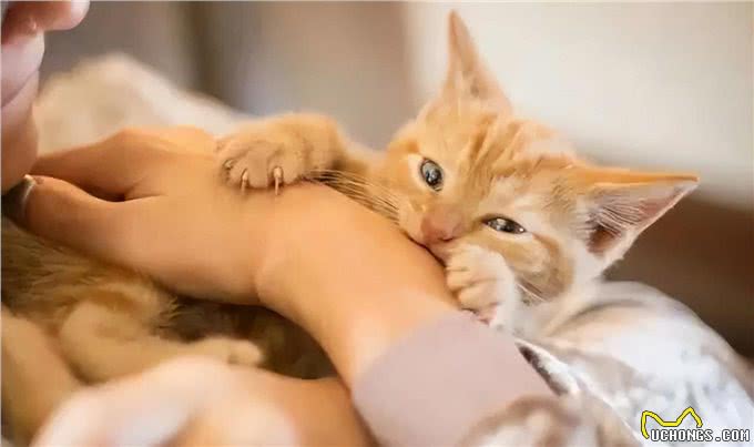 养猫久了才明白,猫咪有这些行为,说明你爱得太过分,该改改了