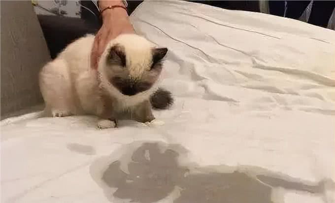 养猫久了才明白,猫咪有这些行为,说明你爱得太过分,该改改了