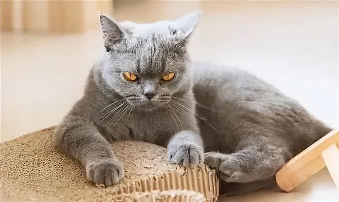 养猫久了才明白,猫咪有这些行为,说明你爱得太过分,该改改了