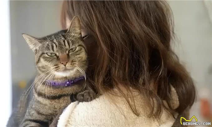 养猫久了才明白,猫咪有这些行为,说明你爱得太过分,该改改了