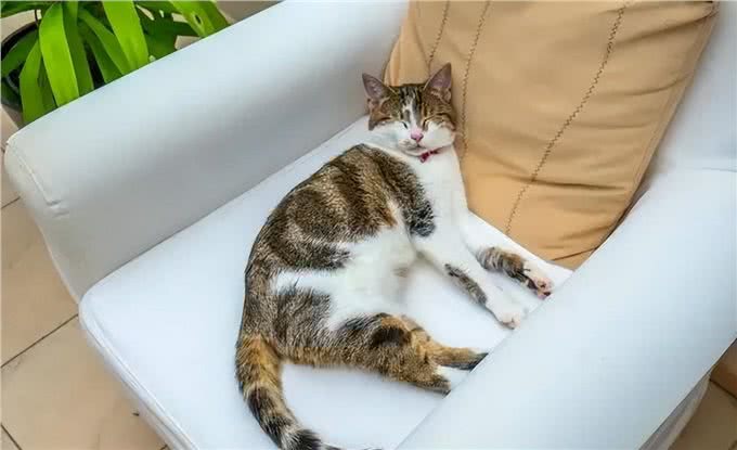 养猫久了才明白,猫咪有这些行为,说明你爱得太过分,该改改了