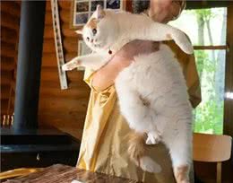 养猫久了才明白，猫咪有这些行为，说明你爱得太过分，该改改了