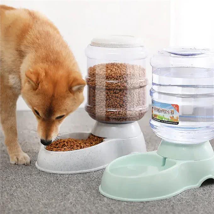 狗狗如何过冬:养狗必看的生活小贴士