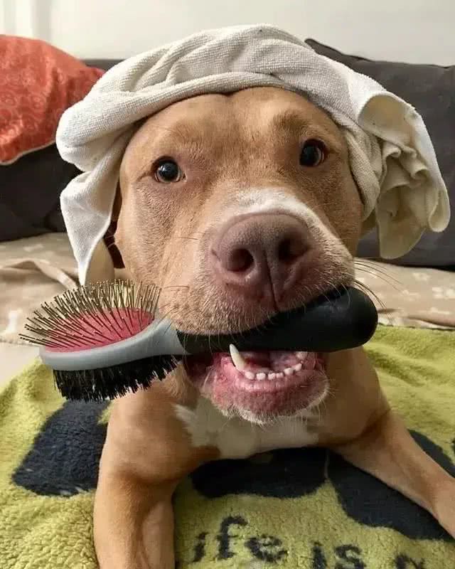 狗狗如何过冬:养狗必看的生活小贴士