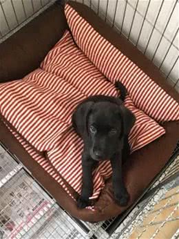 狗狗如何过冬:养狗必看的生活小贴士