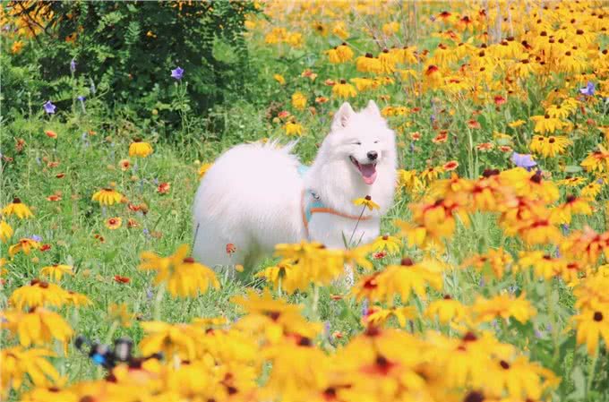 夏天狗狗为什么总是吐着舌头?