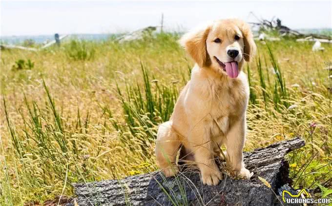 夏天狗狗为什么总是吐着舌头?