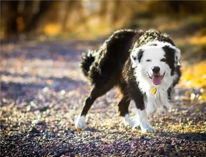 夏天狗狗为什么总是吐着舌头?