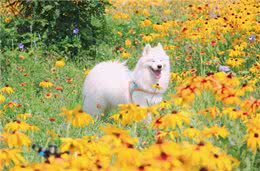 夏天狗狗为什么总是吐着舌头?