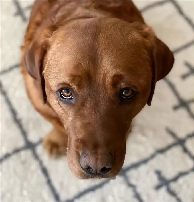 笑出腹肌!那些年被开除的服务犬们