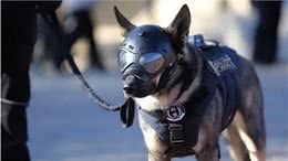 笑出腹肌!那些年被开除的服务犬们