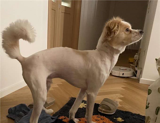 若狗狗有这几种表现，说明它很痛苦，别忽视了