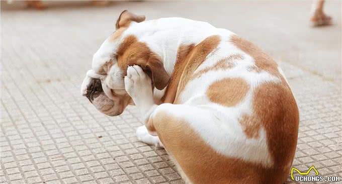 若狗狗有这几种表现，说明它很痛苦，别忽视了