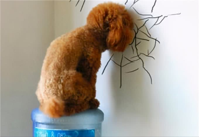 若狗狗有这几种表现，说明它很痛苦，别忽视了