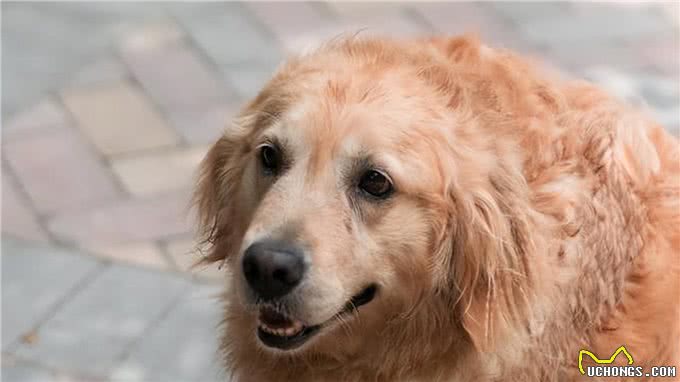 若狗狗有这几种表现,说明它很痛苦,别忽视了