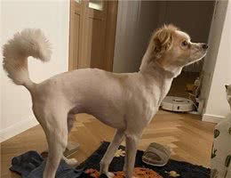 若狗狗有这几种表现，说明它很痛苦，别忽视了