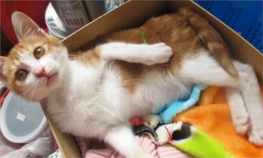 土猫和品种猫有何区别?为啥大家都喜欢外来猫?