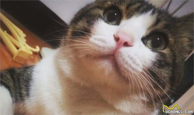 土猫和品种猫有何区别?为啥大家都喜欢外来猫?