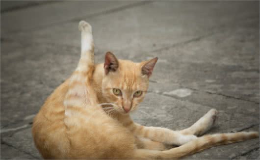 土猫和品种猫有何区别?为啥大家都喜欢外来猫?