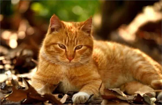 土猫和品种猫有何区别?为啥大家都喜欢外来猫?