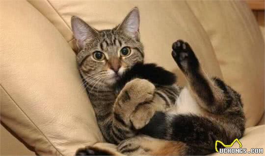 土猫和品种猫有何区别?为啥大家都喜欢外来猫?