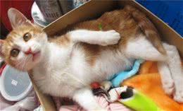 土猫和品种猫有何区别?为啥大家都喜欢外来猫?