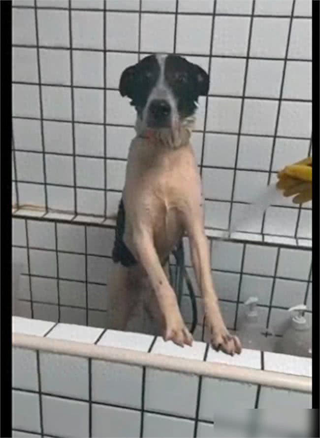 狗狗偷跑出去玩了一身泥,担心回家被骂,竟自己去宠物店洗澡了!