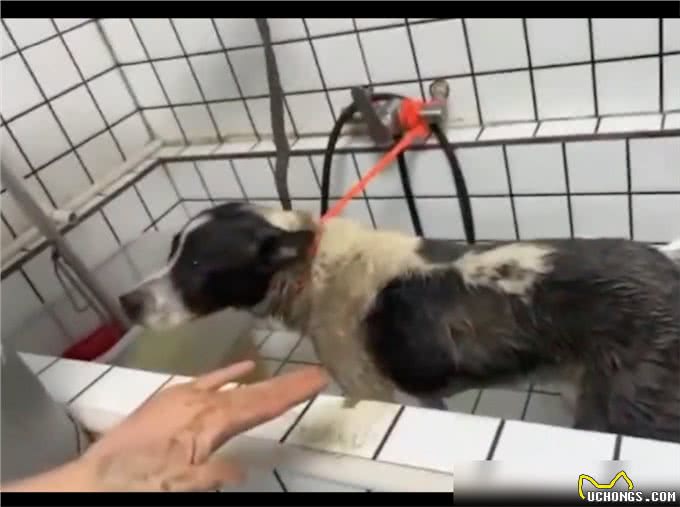 狗狗偷跑出去玩了一身泥,担心回家被骂,竟自己去宠物店洗澡了!