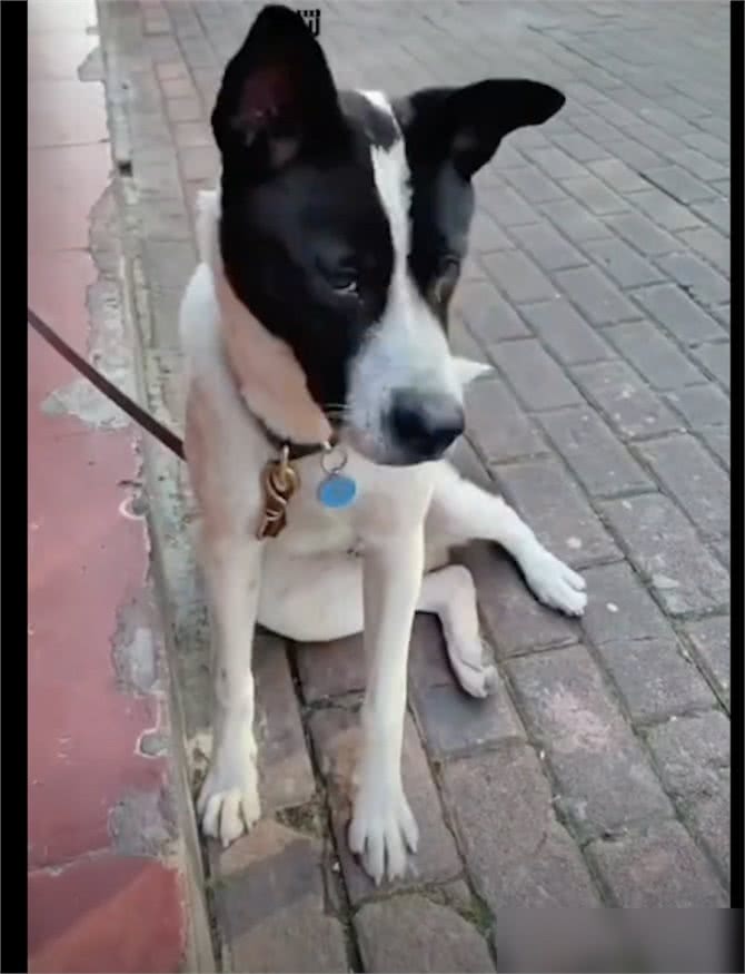 狗狗偷跑出去玩了一身泥,担心回家被骂,竟自己去宠物店洗澡了!