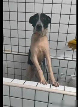 狗狗偷跑出去玩了一身泥，担心回家被骂，竟自己去宠物店洗澡了!