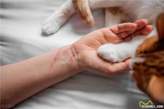 一文读懂狂犬疫苗