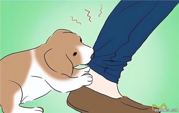 一文读懂狂犬疫苗