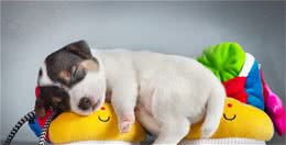 如何弥补幼宠狗狗免疫缺陷，提高狗狗免疫力