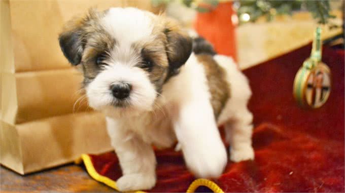 狗狗饲养100问之36:狗狗为什么喜欢扑人呢?