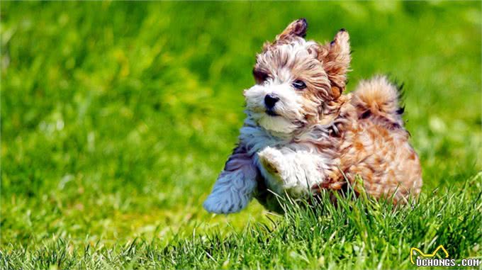 狗狗饲养100问之36:狗狗为什么喜欢扑人呢?